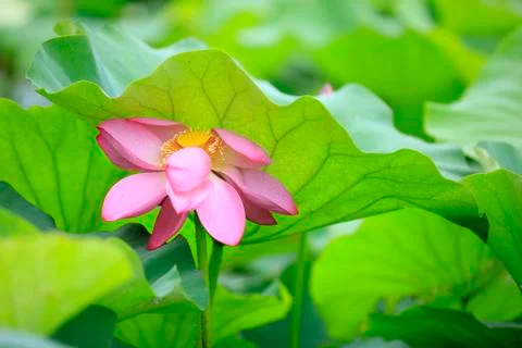 Lotus Stock Photos