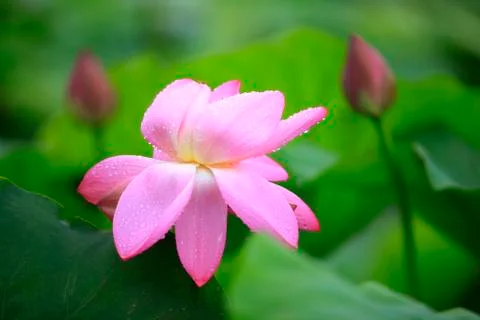 Lotus Stock Photos