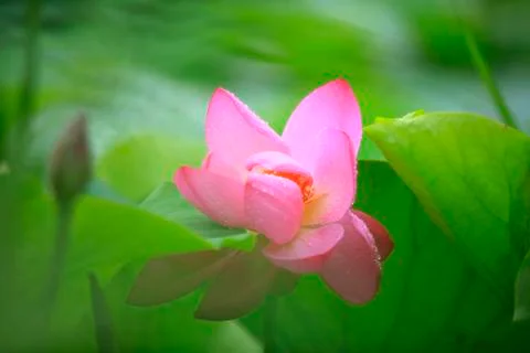 Lotus Stock Photos