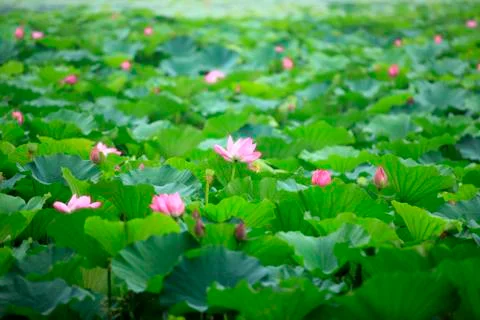 Lotus Stock Photos