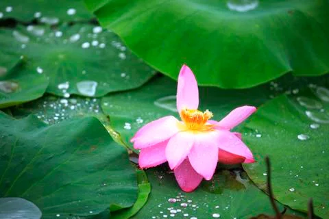 Lotus Stock Photos
