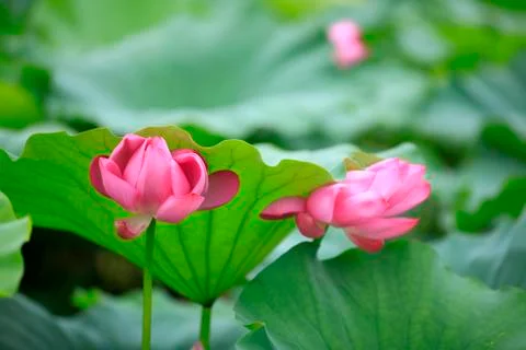 Lotus Stock Photos