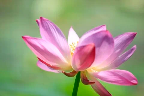 Lotus Stock Photos