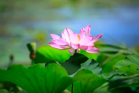 Lotus Stock Photos