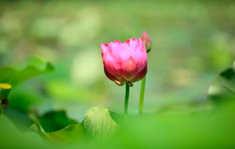Lotus Stock Photos