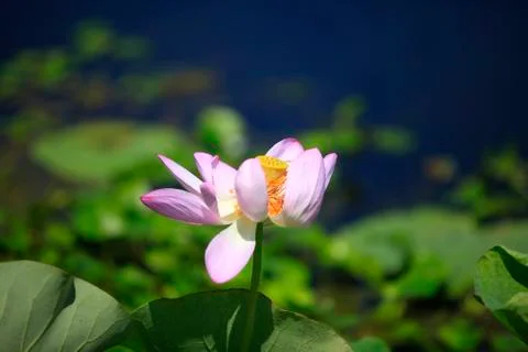 Lotus Stock Photos