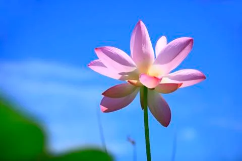 Lotus Stock Photos