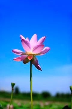 Lotus Stock Photos