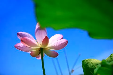 Lotus Stock Photos