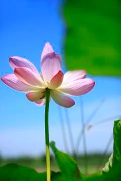 Lotus Stock Photos