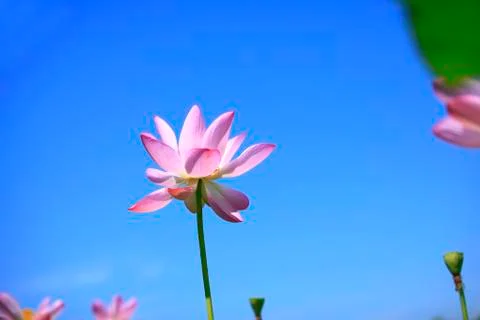 Lotus Stock Photos