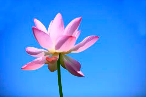 Lotus Stock Photos