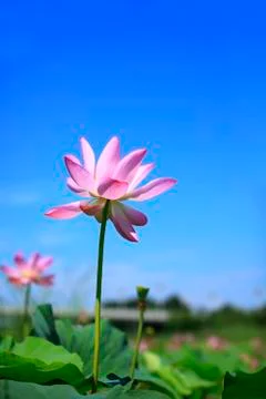 Lotus Stock Photos