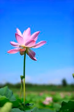 Lotus Stock Photos