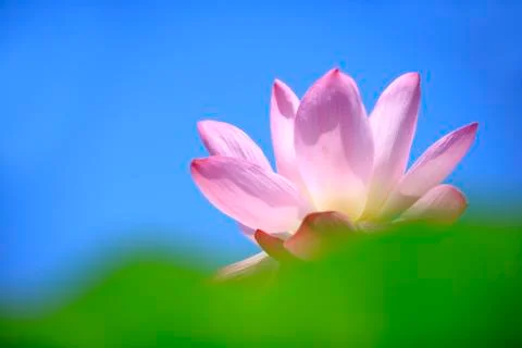 Lotus Stock Photos