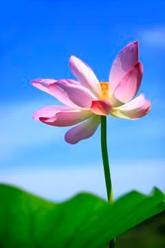 Lotus Stock Photos