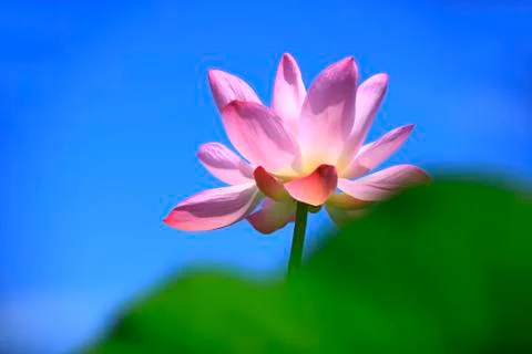 Lotus Stock Photos