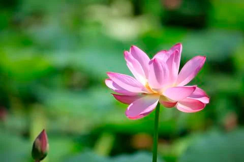 Lotus Stock Photos