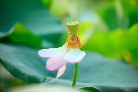 Lotus Stock Photos