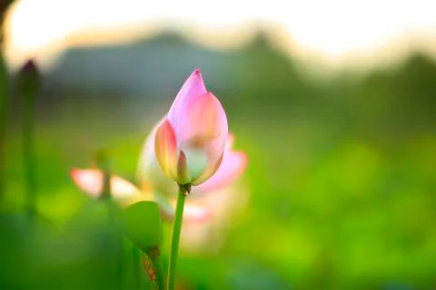 Lotus Stock Photos