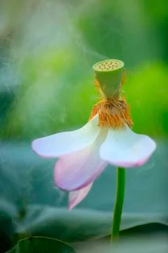 Lotus Stock Photos