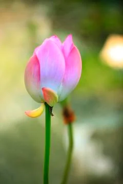 Lotus Stock Photos