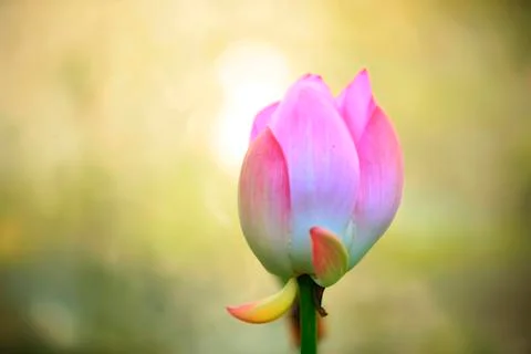 Lotus Stock Photos
