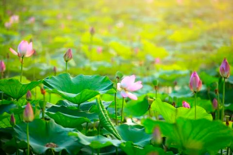 Lotus Stock Photos