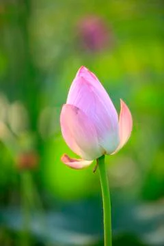 Lotus Stock Photos