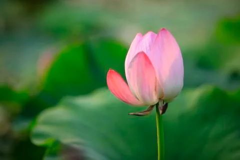 Lotus Stock Photos