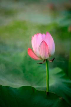 Lotus Stock Photos