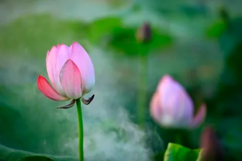 Lotus Stock Photos