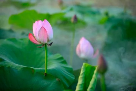 Lotus Stock Photos