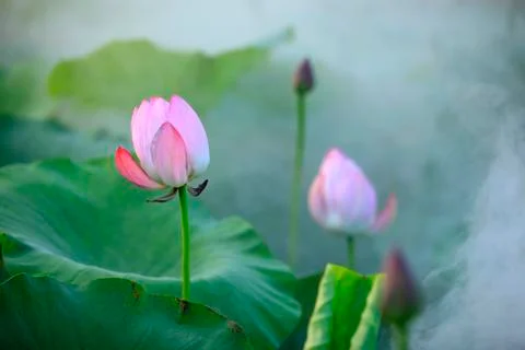 Lotus Stock Photos