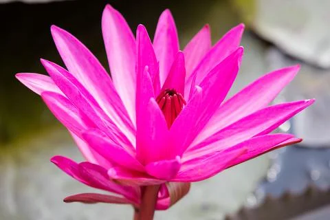 Lotus Stock Photos