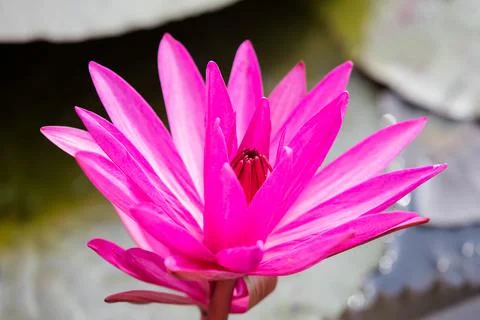 Lotus Stock Photos