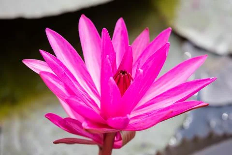 Lotus Stock Photos