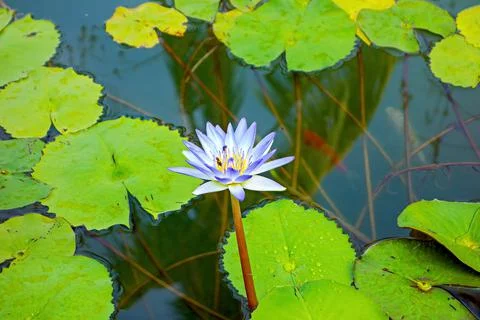 Lotus Stock Photos