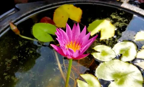 Lotus Stock Photos