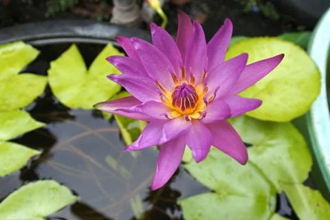 Lotus  Stock Photos