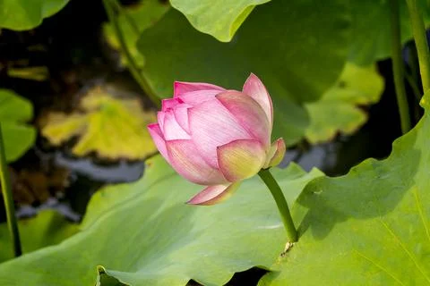 Lotus Stock Photos