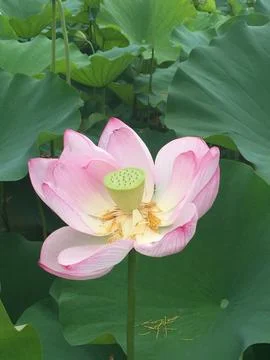 Lotus 스톡 사진