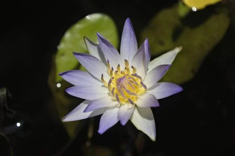 Lotus Stock Photos