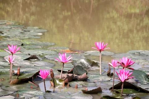 LOTUS PHOTO (8) Stock Photos