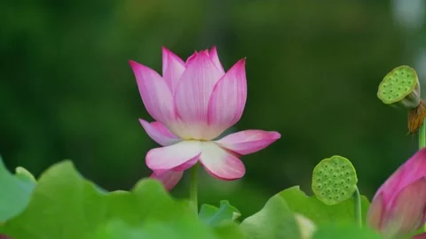 Lotus picking scene by the pond Video stock 347501537