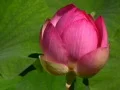 Lotus Pink B 3 Zoom Out Web Footage