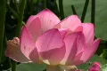 Lotus Pink Bees Flying Around 1 Footage