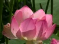 Lotus Pink Bees Flying Around 1 Web Footage