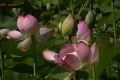 Lotus Pink E 4 Footage