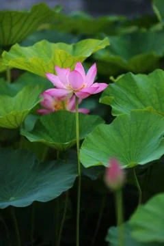 Lotus: Pink flowers blossom in the summer lotus pond Stock Photos